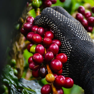 Reife Kaffeekirschen werden von Hand an einem Zweig geerntet