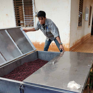Frisch geerntete Kaffeekirschen werden in einem Tank zur Fermentation verarbeitet