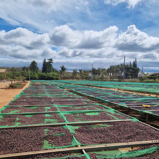 Kaffeebohnen trocknen auf großen Drying Beds unter freiem Himmel