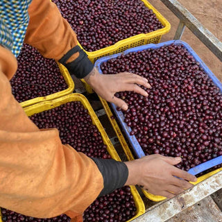 Frisch geerntete Kaffeekirschen werden in Kisten sortiert und vorbereitet für die Verarbeitung