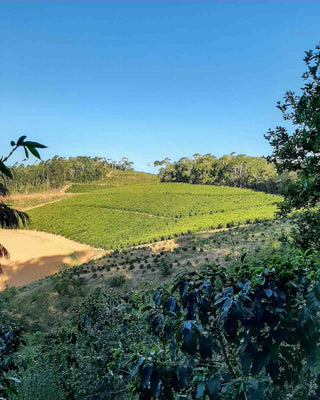 Blick auf die hügelige Kaffeefarm Sítio Alto Santa Joana mit grünen Pflanzreihen, Waldflächen und blauem Himmel.