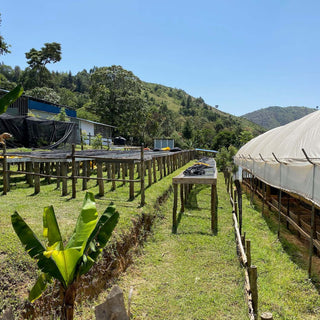 Trockenbetten auf Chepsangor Hills Farm, zur Sonnentrocknung von Kaffeekirschen genutzt.