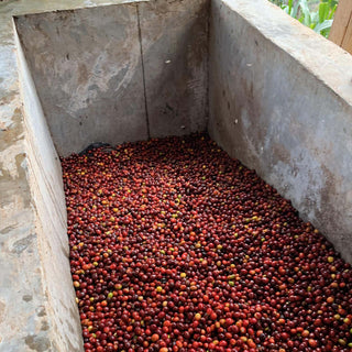 Ein Bild von Kaffeekirschen auf einer Kaffeefarm der Kooperative Café del Futuro in Peru.