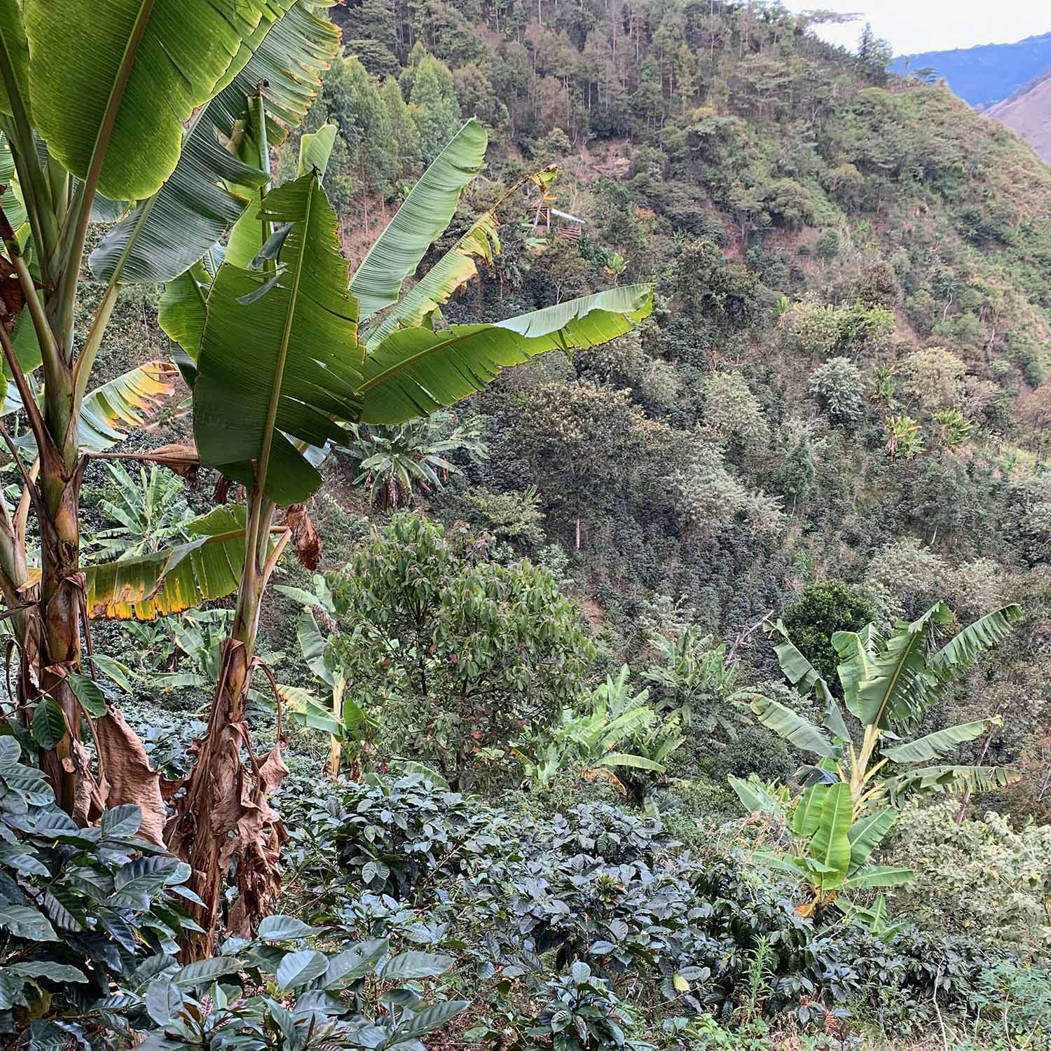Die idyllische Landschaft der Kaffeeplantage der Kooperative Café del Futuro in Peru, mit saftig grünen Bergen im Hintergrund und Kaffeepflanzen im Vordergrund.