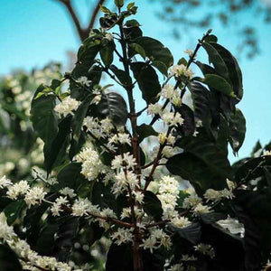 AMORI La Joya: Kaffeepflanze mit weißen Blüten, Vorstufe der Kaffeekirschen.