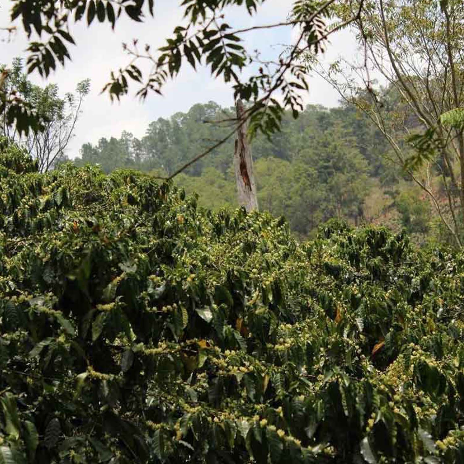 La Joya Kaffeefarm Landschaft: Kaffeepflanzen im Vordergrund, Bäume und Wald.